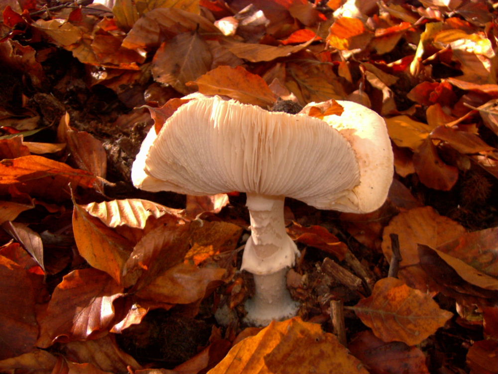 Amanita da identificare